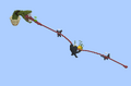 Thumbnail for version as of 11:01, 15 July 2026